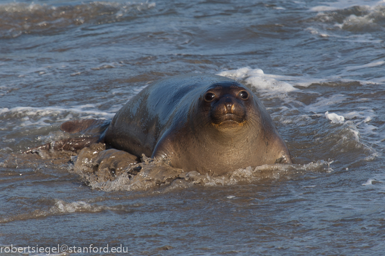 eseal emerging